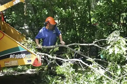 tree services King